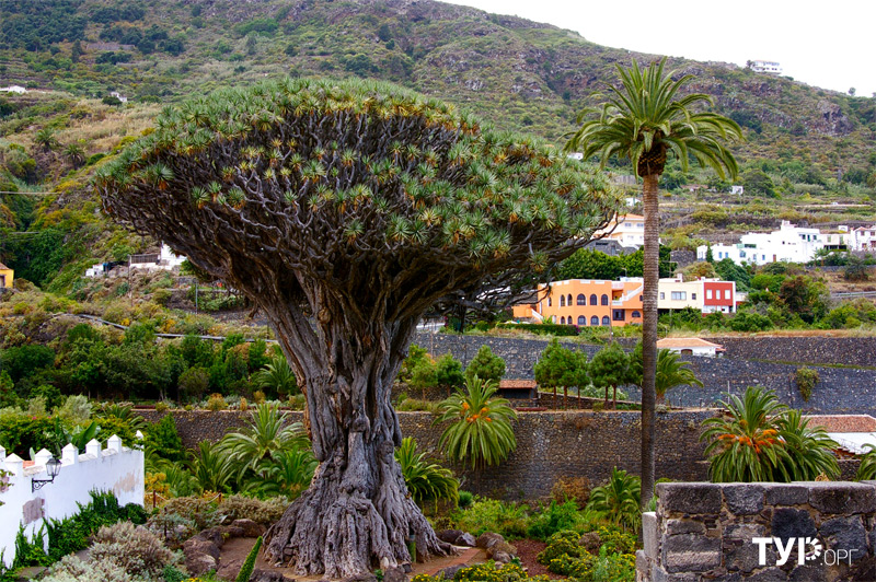 Драконово дерево в деревушке Икод де Лос Винос