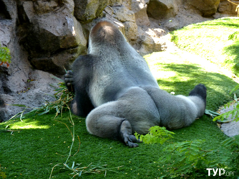 Посмотреть на братьев наших меньших в Лоро Парке