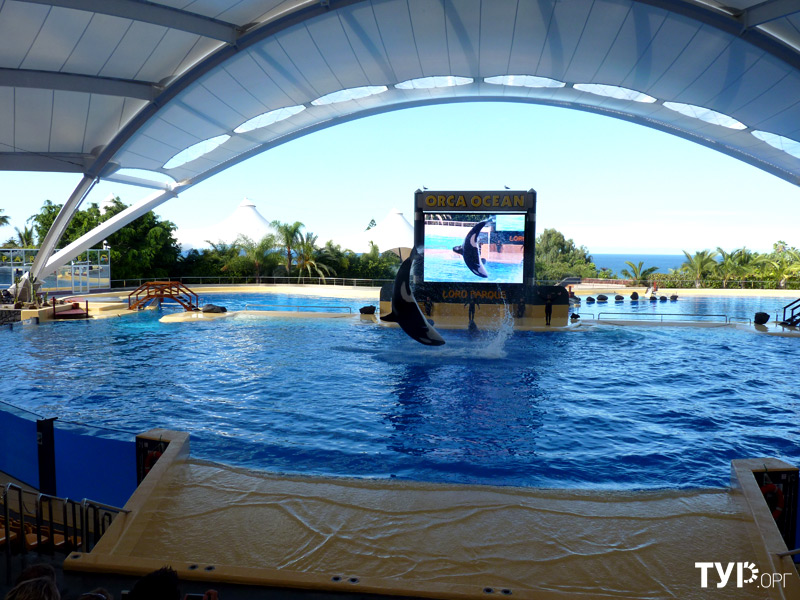 А касатку живьем вы когда-нибудь видели