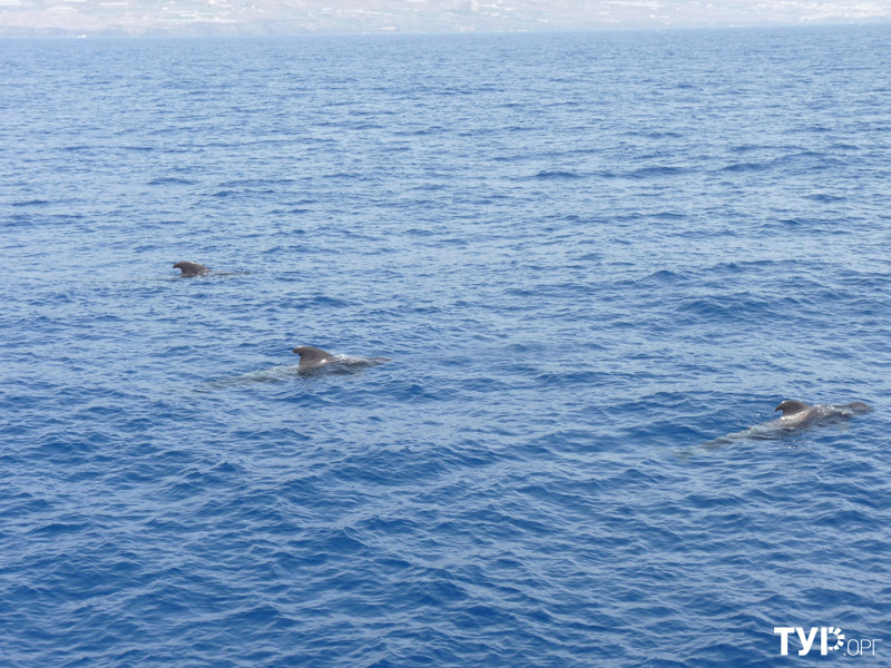 Морская прогулка вдоль побережья